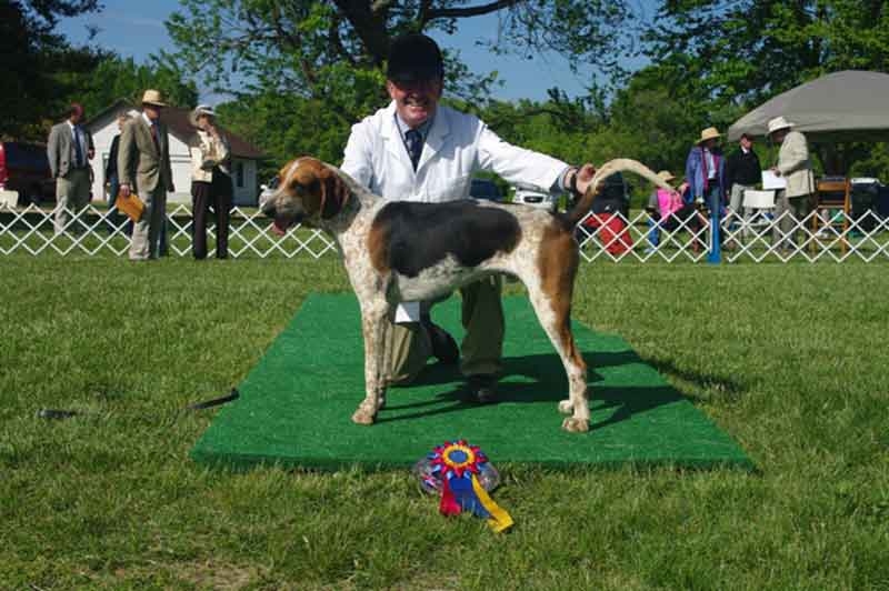 Crossbred Foxhound Champion